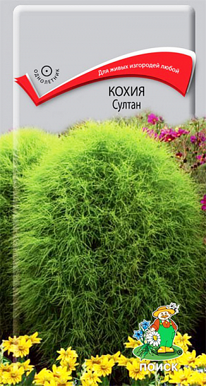 Семена Кохия Султан.
Листья изумрудно-зеленые в течение всего сезона. Аккуратный округлый кустик, похож на карликовое хвойное растение, высотой 80 см, растет быстро, выдерживает регулярную стрижку. Используют как фокусное растение на клумбах, для живых изгородей любой конфигурации. 
Агротехника. Растение предпочитает солнечное место, рыхлые питательные почвы. Размножают посевом семян в мае на постоянное место. При выращивании рассады посев проводят в марте в ящики. Семена слегка вдавливают в почву, землей не присыпают. Посадочную емкость накрывают стеклом и ставят в освещенное место. При температуре почвы +18°C всходы появляются на 7-14 день. Сеянцы содержат при умеренной температуре. В открытый грунт растения высаживают в конце мая, выдерживая расстояние между растениями 60-70 см. Семена соответствуют требованиям международных стандартов и ГОСТу РФ 12260-81.
