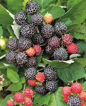 Саженцы Малина Кумберленд