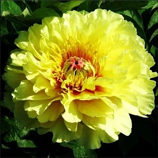 Пион Гарден треже