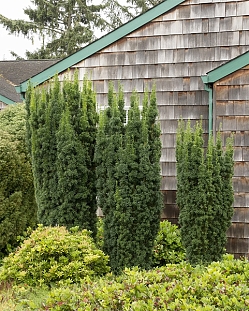 Тис средний Хикси