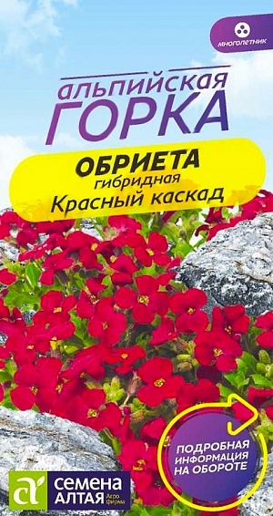 <div>
 Семена Обриета Красный каскад.
</div>
Вечнозеленый стелющийся травянистый многолетник, представляет собой цветочный ковер. Растение низкорослое (высота около 10 см), с мелкими, около 1 см в диаметре, красными цветками, обильно покрывающими все растение. Используется для оформления альпийских горок, рокариев, бордюров. Светолюбивое зимостойкое растение. Предпочитает открытые участки с легкими, умеренно плодородными, хорошо дренированными нейтральными почвами. Не переносит кислых почв, требуется их нейтрализация. На рассаду семена высевают в конце февраля – марте. Обриета негативно реагирует на пересадку, поэтому посев лучше проводить в торфяные горшочки, вместе с которыми растения будут высаживаться в открытый грунт. Горшочки наполняют субстратом, увлажняют его, на поверхность выкладывают семена по 2-3 в каждый горшочек. Посевы присыпают тонким слоем песка (0,3-0,5 см), сверху увлажняют из пульверизатора и накрывают пленкой. Емкости с посевами содержат в светлом помещении при температуре +20°С. Посевы периодически проветривают, при необходимости увлажняют грунт. Первые всходы появляются спустя 20-30 дней, после укрытие убирают. Поливать нужно аккуратно, т.к. сеянцы негативно реагируют на избыток влаги в грунте. Подросшую рассаду высаживают в открытый грунт, когда минует угроза заморозков. Посадочный интервал – 25-30 см. Возможен посев семян в открытый грунт ранней весной или под зиму на постоянное место с обязательным мульчированием посевов песком. Цветение пышное и длительное, с конца мая до середины июля. После первой волны цветения растения обрезают, что способствует образованию новых побегов и повторному цветению.