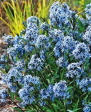 Амсония табернемонтана