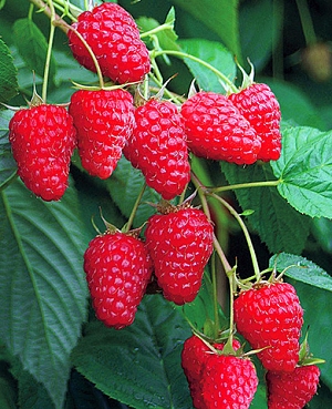 Саженцы Малина Туламин