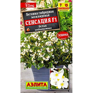 Бегония Сенсация F1 белая зеленолистная