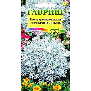 Семена Цинерария Серебряная Пыль приморская Семена Цинерария Серебряная Пыль приморская