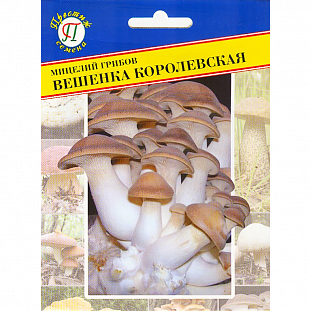 Мицелий грибов Вешенка королевская Мицелий грибов Вешенка королевская