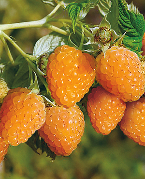 Саженцы Малина Сладкоежка