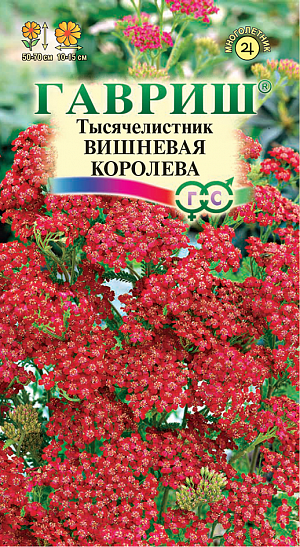 Тысячелистник Вишнёвая королева