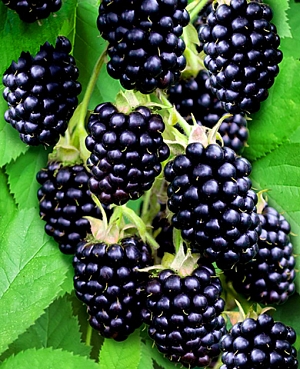 Саженцы Ежевика Гай