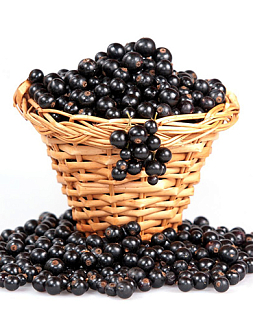 Саженцы Смородина Дегтярёвская