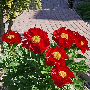 Пион травянистый Макинак Гранд