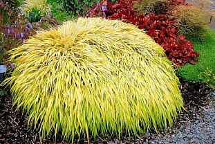 Хаконехлоа большая Олл Голд