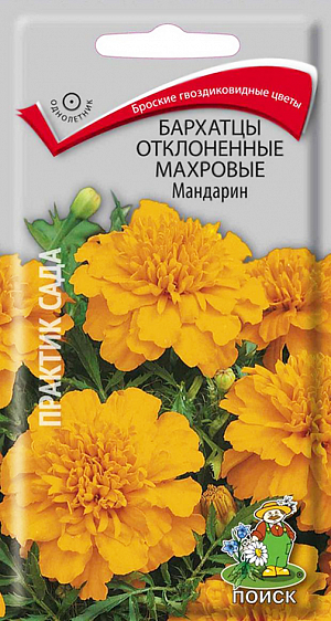 Семена Бархатцы Мандарин Отклоненные махровые.
Бархатцы отклоненные махровые Мандарин - броские яркие соцветия. Серия Бонита. Куст шаровидный, густоветвистый, высотой 22-25 см. Соцветия гвоздиковидные, махровые, из одних темно-оранжевых язычковых цветков. Цветет с июля по октябрь. Используют для клумб, рабаток, бордюров и украшения балконов.