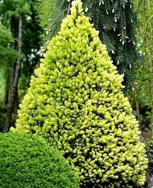 Ель канадская Рэйнбоуз Энд