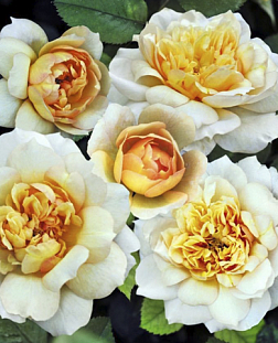 Роза парковая Марк-Антуан Шарпантье (Marc-Antoine Charpentier) 