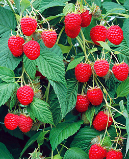 Саженцы Малиновое дерево Крепыш