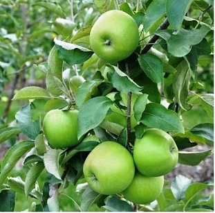 Саженцы Яблоня Гренни Смит