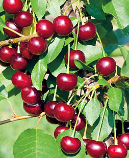 Саженцы Вишня Брусницына