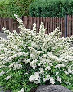 Спирея ниппонская Сномаунд