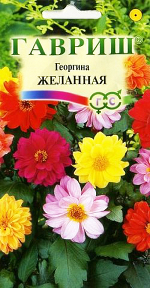 Семена Георгина Желанная.
Многолетнее травянистое растение, чаще культивируемое, как однолетник из семейства Астровые. 
Формирует прямостоячий полураскидистый кустик высотой до 60 см. Цветоносы прочные. 
Соцветия махровые, реже полумахровые, диаметром 9-12 см желтой, белой, розовой, красной, пурпурно-карминной окраски. 
Цветение обильное с июля до заморозков. Предпочитает солнечные, защищенные от ветра участки с рыхлой плодородной почвой. 
Выращивается рассадным способом. Посев семян на рассаду проводят в марте-апреле. 
При температуре почвы 18°C всходы появляются через 7-14 дней. в открытый грунт растения высаживают после окончания весенних заморозков. 
Растения зацветает через 2-3 месяца после посева. Используется для посадки на клумбах, рабатках, в группах.