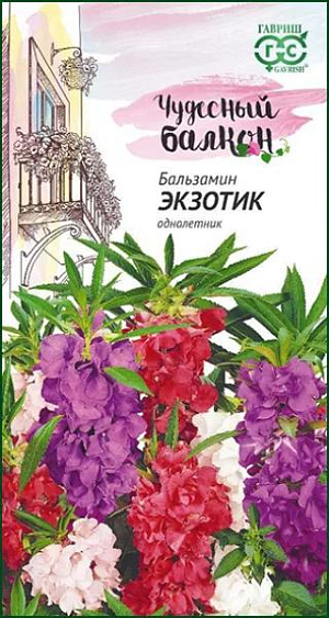 Семена Бальзамин Экзотик карликовый.
Эта супернизкорослая смесь предпочтительна для окон и балконов северо-восточной и северо-западной экспозиции. 
Ценится за неприхотливость, компактный габитус и активное цветение при недостаточной освещенности. 
Кустики широкие, высотой 18-20 см, с яркими цветками. Листья ланцетные, пильчатые. 
Цветки до 4 см., различных оттенков от розового до лилово-фиолетового. Цвете с июня до заморозков. 
Теплолюбив, хорошо растет на плодородных почвах. Посев семян производят в марте-апреле. На балкон растения выставляют в середине мая. 
Ранняя многократная прищипка обеспечит обильное цветение. Оптимальная для прорастания семян температура почвы 22-24°С