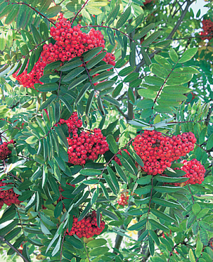 Саженцы Рябина сладкоплодная Сахарная Петрова