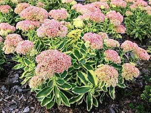 Седум Отем Чарм