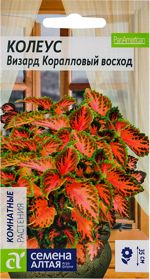 Семена Колеус Визард Коралловый Восход<br>
 <br>
 Неприхотливое растение с ярко окрашенными розовыми бархатистыми листьями с зеленой каймой и темно-зелеными штрихами. В открытом грунте выращивается как однолетник, в комнатных условиях как многолетник. Отлично подходит в качестве бордюрной культуры, для групповых посадок и размещения в затененных влажных участках сада. Используется на срезку в качестве компаньона для роз, гелиотропа и других культур.<br>