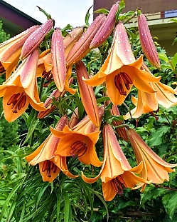 Лилия трубчатая Африкан Квин