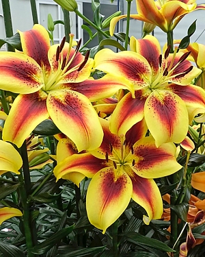 Лилия ОА-гибрид Вива ла Вида