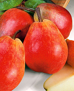 Саженцы Груша Челябинская зимняя