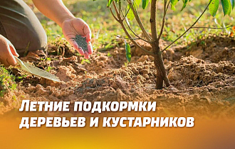 ЛЕТНИЕ ПОДКОРМКИ ПЛОДОВЫХ И ДЕКОРАТИВНЫХ ДЕРЕВЬЕВ И КУСТАРНИКОВ