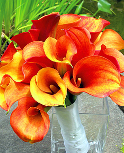 Калла Пламя Калла Пламя