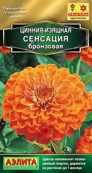 Семена&nbsp;Цинния Сенсация бронзовая. Цинния Сенсация - уникальный сорт циннии с огромными густомахровыми цветками диаметром 10-13 см! Отличается дружным и продолжительным цветением. Каждый цветок сохраняет яркий привлекательный вид до 1 месяца. Кусты крепкие раскидистые, высотой 35-40 см. Они сохраняют форму после дождя и сильного ветра. Цинния украсит собой миксбордеры, станет привлекательным акцентом среднерослых цветочных композиций. Идеальна для срезки – потрясающий «апельсиновый» букет долго сохранит свежесть.<br>
 <br>
 Циннии – растения теплолюбивые, быстрорастущие, относительно засухоустойчивые. Предпочитают солнечные участки с дренированными почвами среднего плодородия, нейтральной кислотности. В южных регионах возможен безрассадный способ выращивания.<br>