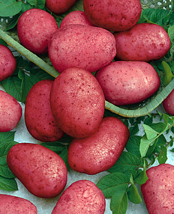 Семенной Картофель Калинка