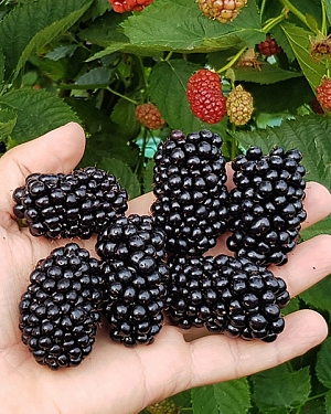 Саженцы Ежевика Марина