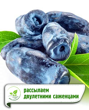 Саженцы Жимолость Индиго джем