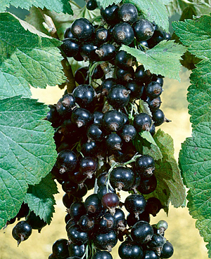 Саженцы Смородина Добрыня