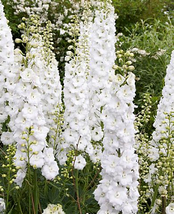 Дельфиниум Пацифик Галахад