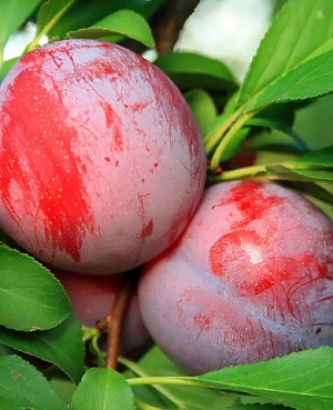 Саженцы Слива диплоидная Оцарк Премьер