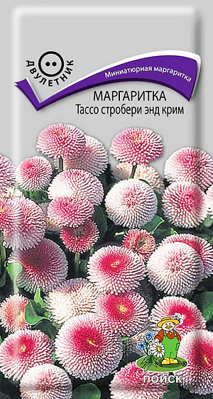 Семена Маргаритка Тассо стробери энд крим.
Маргаритка: растение многолетнее, культивируемое как двулетнее, 10 - 30 см высотой. Листья продолговато-яйцевидные, собраны в прикорневую розетку, которая развивается в первый год после посева. Цветоносы многочисленные, безлистные, щетинисто-опушенные, 15 - 30 см высотой, вырастают на второй год. Соцветия — корзинки, белые, розовые или красные, 3 - 8 см в диаметре, с крупными язычковыми или трубчатыми цветками, расположенными по периферии, и мелкими трубчатыми, золотисто-желтыми — в центре. Листья и бутоны, заложенные с осени, хорошо сохраняются под снегом, и маргаритки зацветают уже в начале мая. Обильнее всего они цветут весной и в первой половине лета, но при влажной и прохладной погоде бутоны раскрываются до холодов.
Тассо стробери энд крим: компактное растение с коротким сильным стеблем до 12 см. Многочисленные крупные розово-кремовые соцветия с плотными трубчатыми лепестками, диаметром до 4 см.
Месторасположение: предпочитают открытые солнечные места, но могут расти и при частичном затенении, особенно в жаркое время. Отличаются высокой зимостойкостью.
Почва: растут на любой окультуренной, хорошо дренированной почве, но цветут обильнее на окультуренных легких суглинках, богатых гумусом.
Использование: можно использовать в качестве коврового растения на умеренно влажных и полузатененных участках большого размера; для обрамления клумб, балконных ящиков, альпинариев.