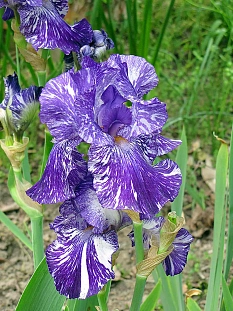 Ирис бородатый Батик