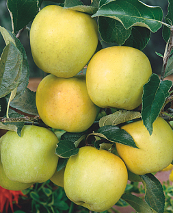 Саженцы Яблоня Чудное