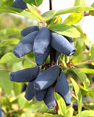 Саженцы Жимолость Синий шарик