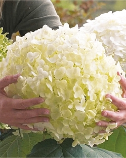 Гортензия древовидная Стронг Аннабель