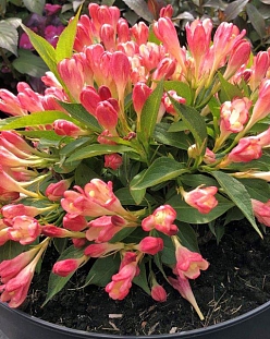 Вейгела Олл Саммер Пич