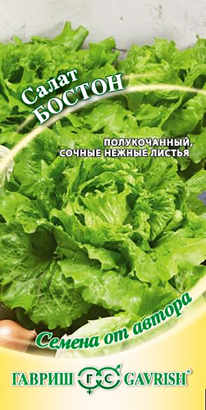 Семена Салат Бостон