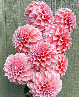 Георгин декоративный Пичес энд Крим