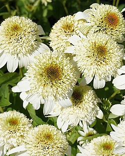 Эхинацея Милкшейк