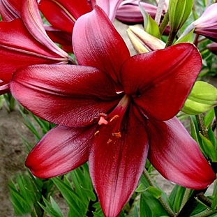 Лилия ЛА-гибрид Динамикс